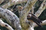 Wilpattu National ParkPark 04th february 2020