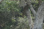 Notes on Field Trips Wilpattu National Park