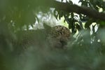 Notes on Field Trips Wilpattu National Park