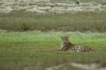 Notes on Field Trips Wilpattu National Park