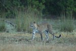 Notes on Field Trips Wilpattu National Park