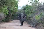 Wilpattu National Park 25th to 6th September 2025