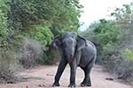 Wilpattu National Park 25th to 6th September 2025
