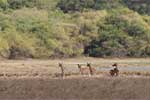 Wilpattu National Park 25th to 6th September 2025