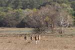 Wilpattu National Park 25th to 6th September 2025