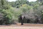 Wilpattu National Park 5th to 6th September 2025