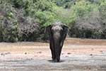 Wilpattu National Park 5th to 6th September 2025