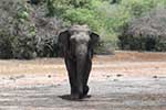 Wilpattu National Park 5th to 6th September 2025