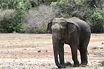 Wilpattu National Park 5th to 6th September 2025