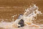 Wilpattu National Park 25th to 6th September 2025
