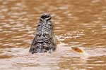 Wilpattu National Park 25th to 6th September 2025