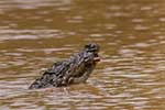 Wilpattu National Park 25th to 6th September 2025