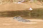 Wilpattu National Park 25th to 6th September 2025