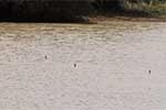 Wilpattu National Park 25th to 6th September 2025