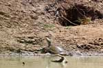 Wilpattu National Park 25th to 6th September 2025
