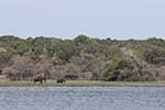 Wilpattu National Park 25th to 6th September 2025