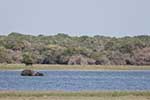 Wilpattu National Park 25th to 6th September 2025