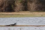 Wilpattu National Park 25th to 6th September 2025