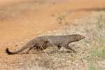 Wilpattu National Park 25th to 6th September 2025
