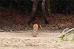 Wilpattu National Park 25th to 6th September 2025