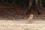 Wilpattu National Park 25th to 6th September 2025