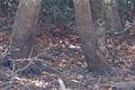 Wilpattu National Park 25th to 6th September 2025