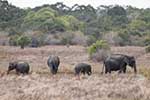 Wilpattu National Park 25th to 6th September 2025