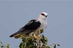 Wilpattu National Park 25th to 6th September 2025