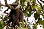 Wilpattu National Park 25th to 6th September 2025
