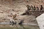 Wilpattu National Park 25th to 6th September 2025