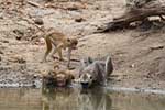 Wilpattu National Park 25th to 6th September 2025