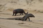 Notes on Field Trips Wilpattu National Park