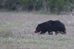 Notes on Field Trips Wilpattu National Park