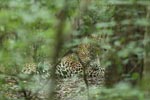 Notes on Field Trips Wilpattu National Park