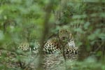 Notes on Field Trips Wilpattu National Park