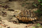 Notes on Field Trips Wilpattu National Park