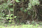 Notes on Field Trips Wilpattu National Park