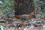 Wilpattu National Park 6th -  07th March 2021