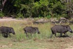 Wilpattu National Park 6th -  07th March 2021