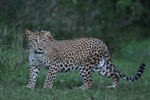 Wilpattu National Park