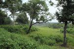 Wilpattu National Park