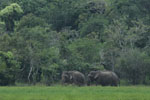 Wilpattu National Park