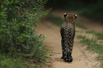 Wilpattu National Park