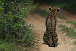 Wilpattu National Park