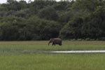 Wilpattu National Park 06th to 08th January 2023