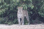Wilpattu National Park 06th to 08th January 2023