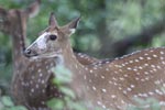 Wilpattu National Park 06th to 08th January 2023