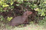 Wilpattu National Park 06th to 08th January 2023