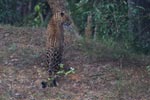 Wilpattu National ParkPark 06-09 March 2020