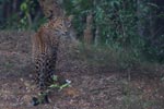 Wilpattu National ParkPark 06-09 March 2020